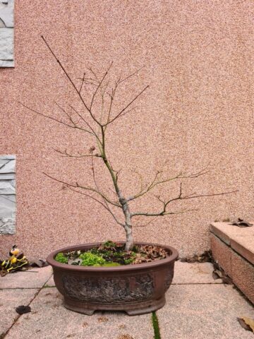 Cách Trồng Cây Me Rừng Chi Tiết Cho Người Mới Bắt Đầu Và Tạo Dáng Bonsai