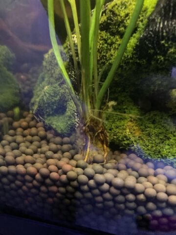 Cách Trồng Cây Rong Đuôi Chó Toàn Diện Cho Bể Thủy Sinh
