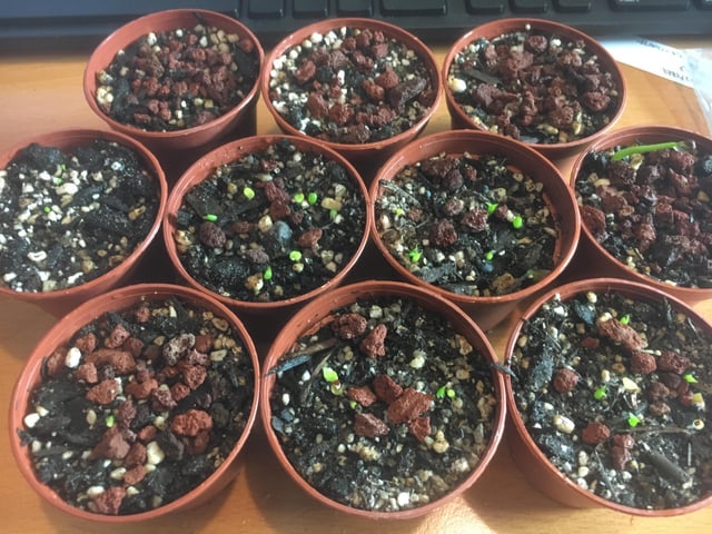 Cách Trồng Hoa Xương Rồng Bằng Hạt: Cẩm Nang Chi Tiết Từ A Đến Z