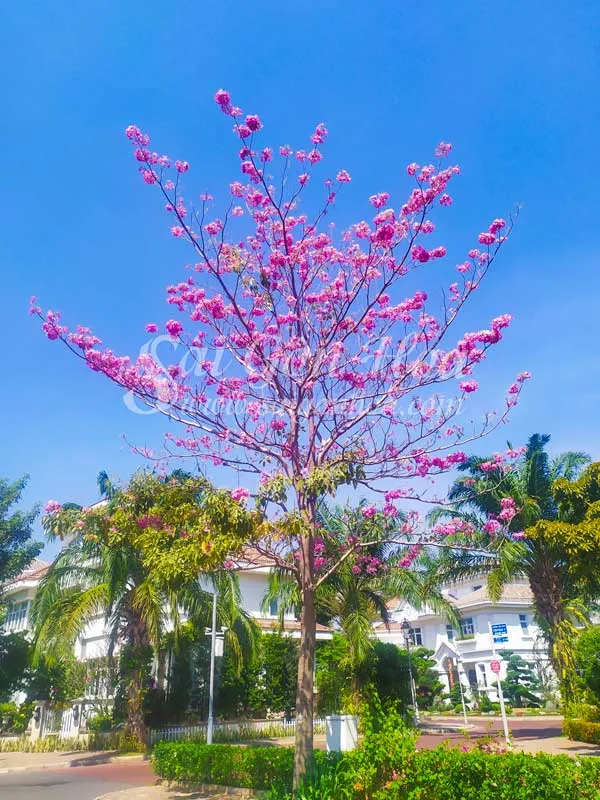 Kèn hồng cho hoa đẹp