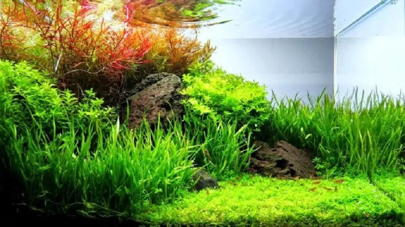 Kết hợp các loại cá và sinh vật trong bể cây thủy sinh