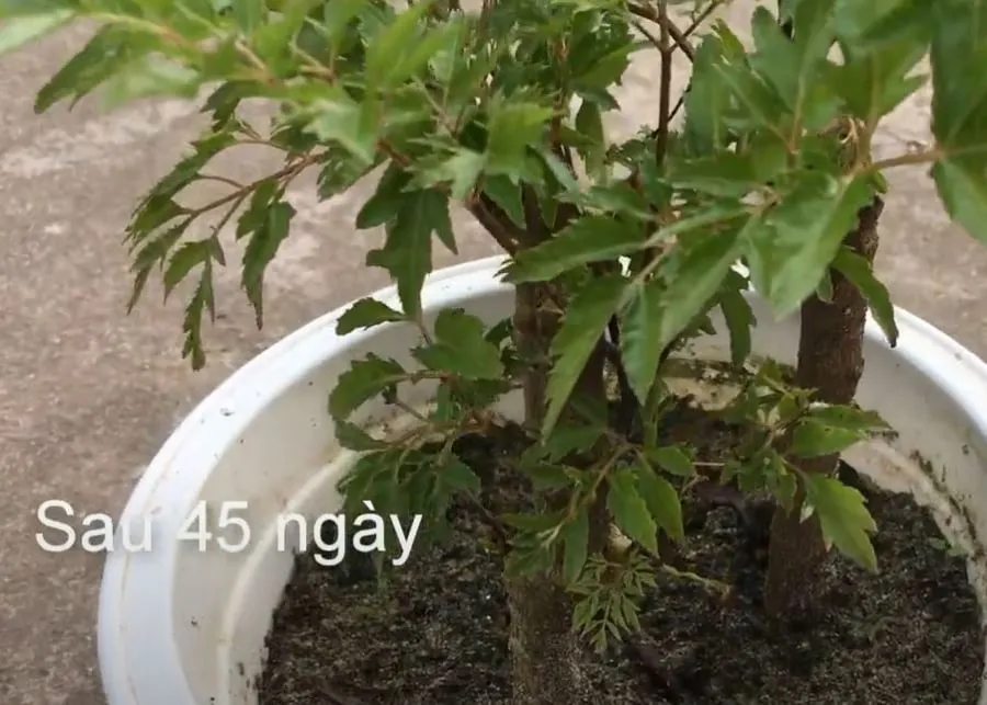 Kết quả giâm cành đinh lăng sau một tháng, rễ và lá non phát triển mạnh mẽ.