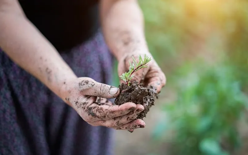 Khắc phục các vấn đề thường gặp khi trồng hoa mười giờ