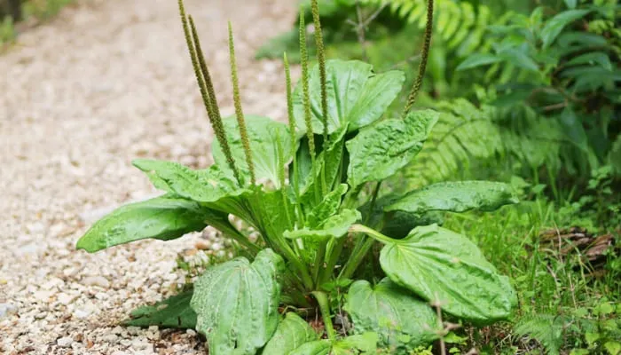 Khảo sát môi trường đất và ánh sáng phù hợp cho sự sinh trưởng mạnh mẽ của cây mã đề