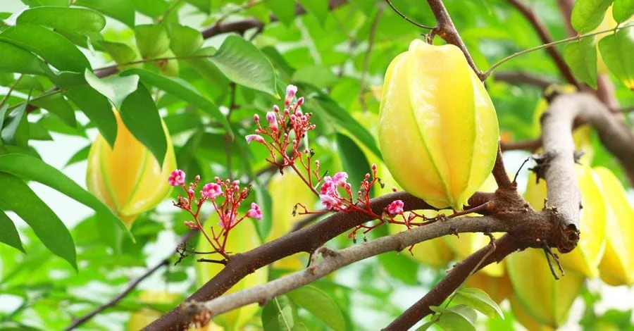 Khế chín vàng biểu tượng cho sự sung túc, may mắn và tài lộc trong phong thủy nhà ở Việt Nam