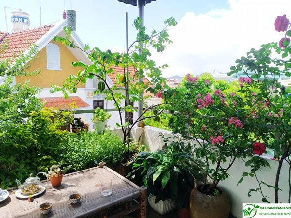 Khế được trồng chậu đặt ban công tạo khu vườn xanh mát