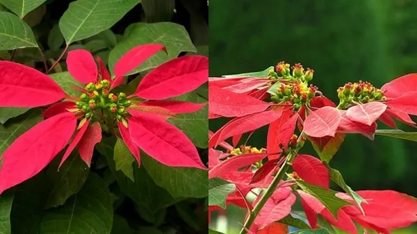 Khi cây trạng nguyên không ra lá đỏ, cần kiểm tra lại quy trình che bóng và nhiệt độ ban đêm nghiêm ngặt