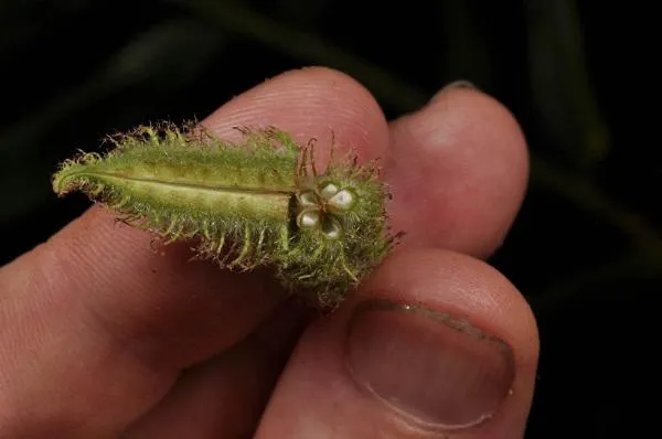 Khi tách lấy hạt cần bẻ trái hạt giống làm đôi rồi đổ hạt ra, có thể mũi dao nhỏ tách những lỗ đựng hạt và gạt ra.