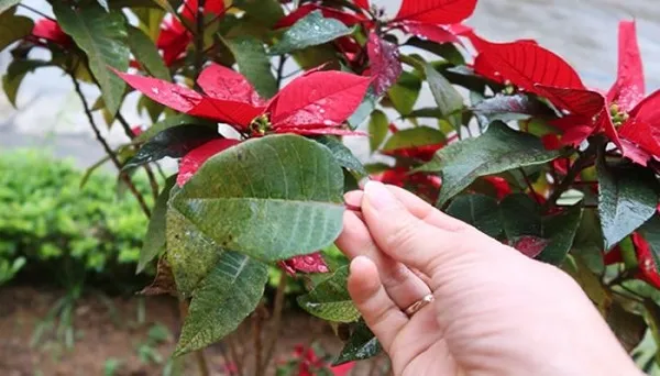 Khi thực hiện cách chăm sóc cây trạng nguyên ra lá đỏ, cần cẩn thận với nhựa mủ trắng độc khi cắt tỉa