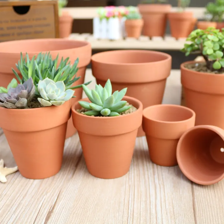 Khi trồng hoa sen đá, nên sử dụng chậu đất nung có lỗ thoát nước tốt để tránh cây bị ngập úng.