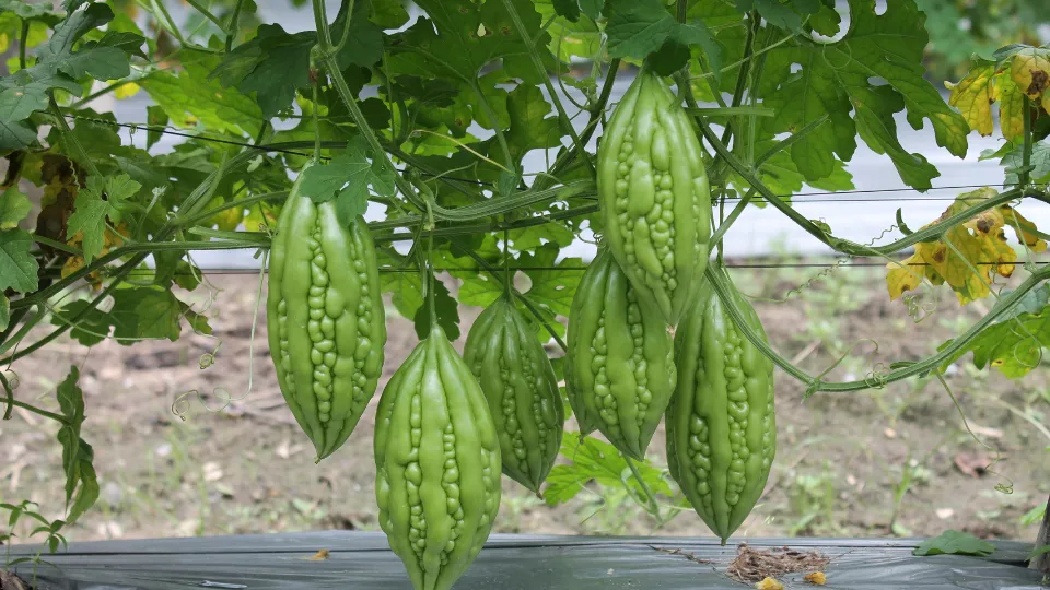 Khổ qua tươi ngon sau thu hoạch được kiểm tra và chăm sóc để đảm bảo chất lượng