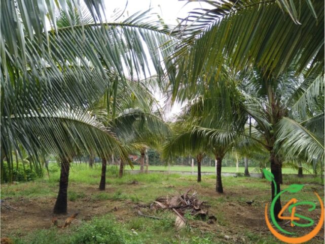 Khoảng Cách Trồng Cây Keo Lai Tối Ưu Cho Năng Suất Gỗ Cao