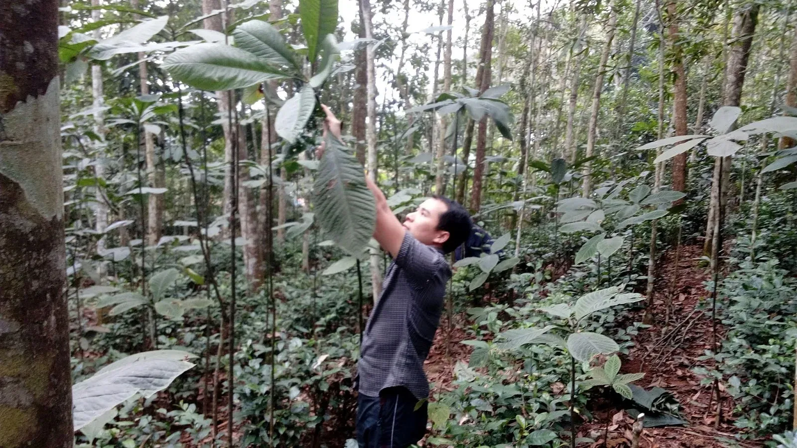 Khôi nhung là cây dược liệu bản địa có công dụng hỗ trợ điều trị đau dạ dày và các vấn đề tiêu hóa