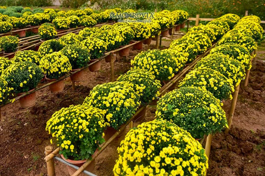 Khóm hoa cúc đang được chăm sóc cẩn thận trong chậu để chuẩn bị cho mùa hoa mới