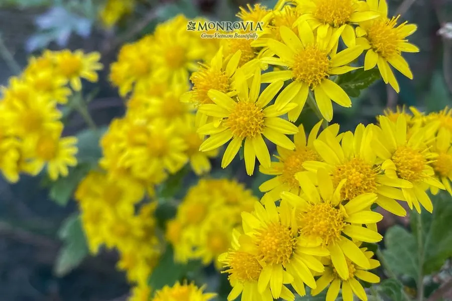 Khóm hoa cúc đang nở rộ với nhiều màu sắc trong chậu