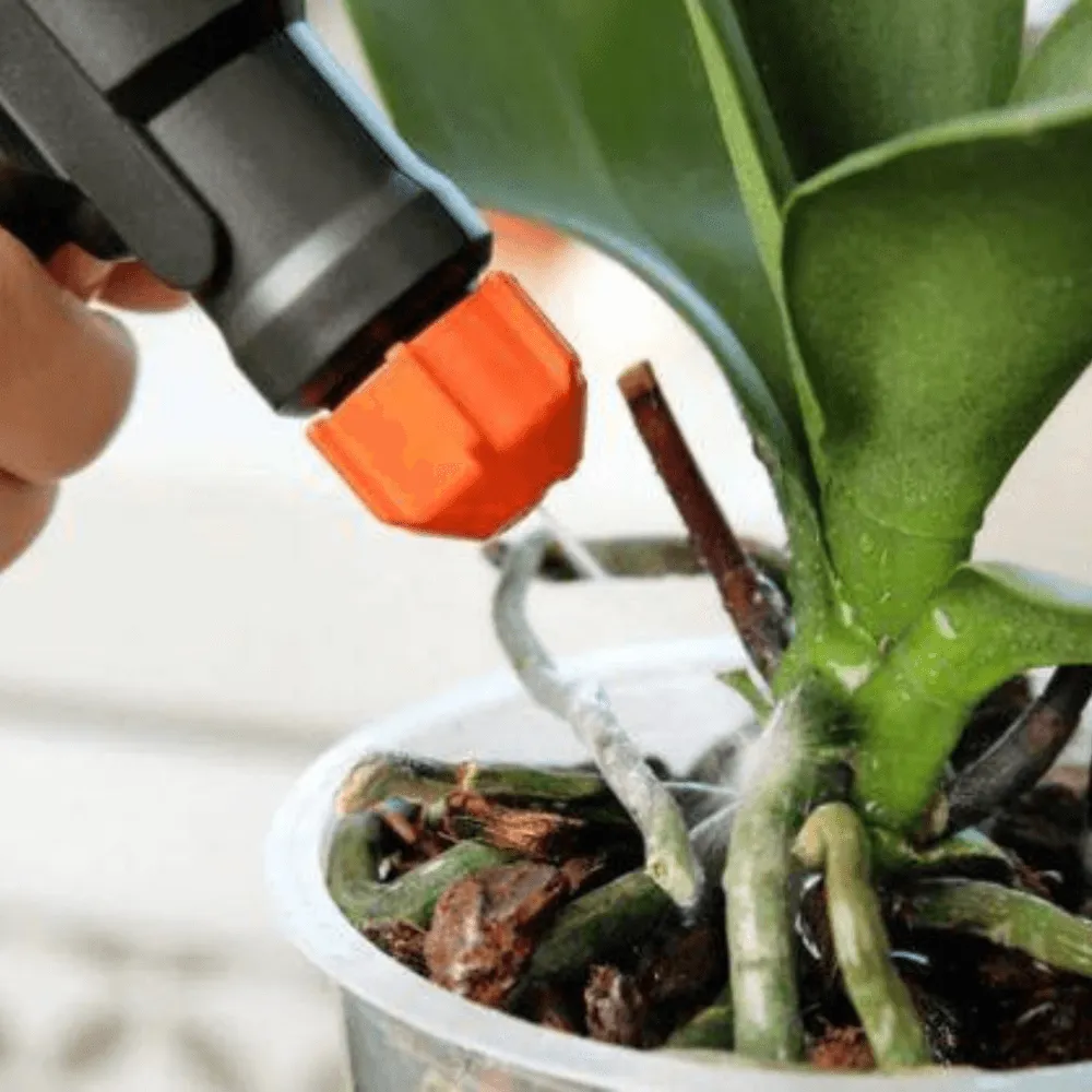 Không bao giờ được tưới nước hoặc phun sương ẩm cho hoa khô, chỉ nên làm sạch bằng phương pháp khô ráo