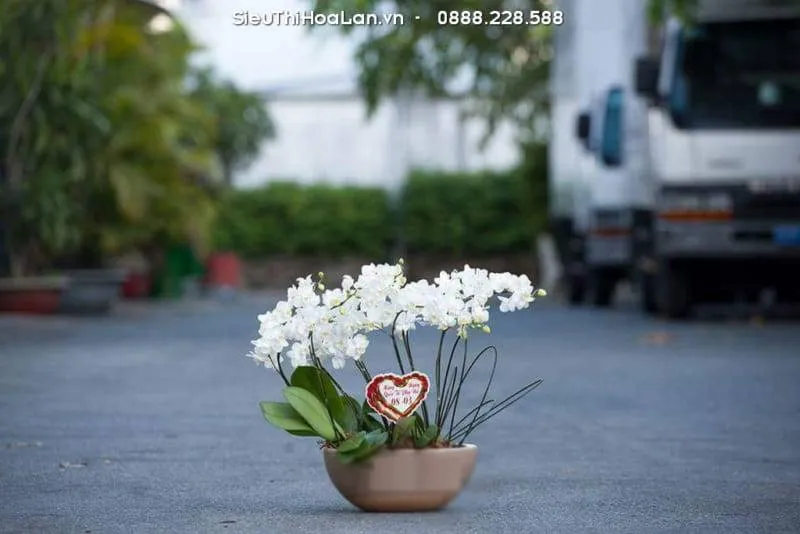 Không bón phân khi cây đang ra hoa để hoa lâu tàn