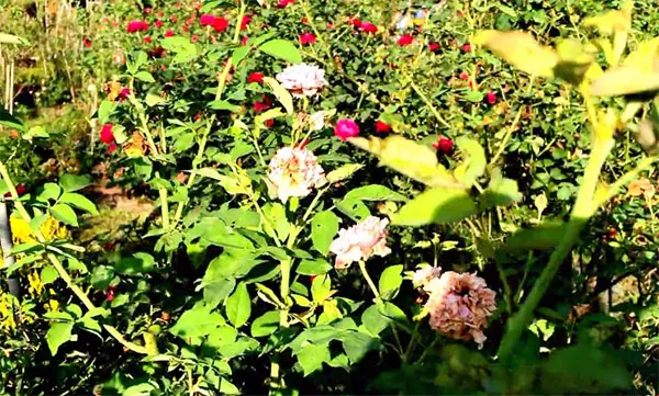 không cắt tỉa hoa hồng vào mùa hè để tránh kích thích mầm non thu hút bọ trĩ