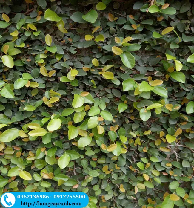 Khu vực bán cây vẩy ốc (thằn lằn) tại Hà Nội, cung cấp nguồn cây chất lượng cho dự án tường xanh