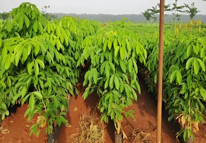 Khu vực bón phân quanh gốc cây cao su trong giai đoạn chăm sóc kiến thiết cơ bản