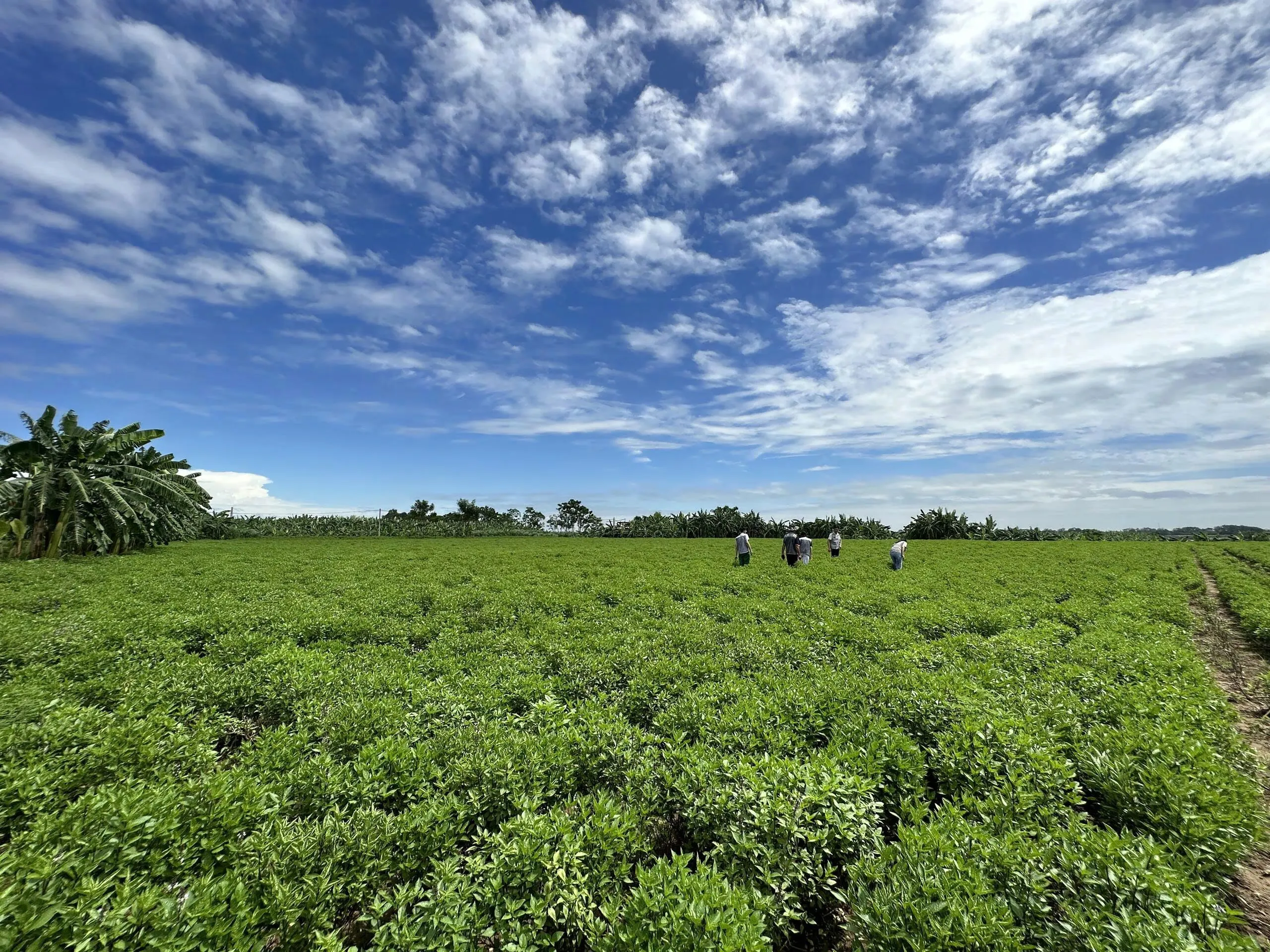 khu vực canh tác húng quế quy mô lớn tại VIPSEN, minh họa điều kiện ánh sáng và mật độ trồng phù hợp cho năng suất cao