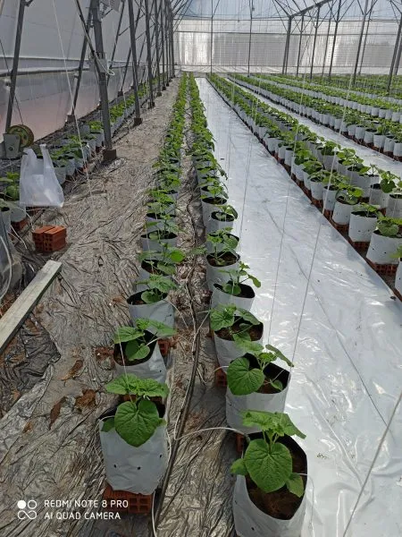Khu vực trồng dưa lưới trong nhà kính, cho thấy cách áp dụng kỹ thuật trồng và chăm sóc cây dưa lưới hiện đại để tối ưu hóa điều kiện phát triển.