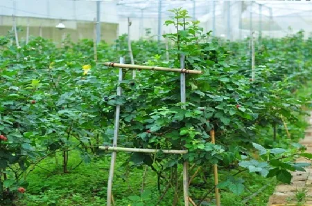 Khu vườn cây phúc bồn tử trồng trong nhà kính hiện đại