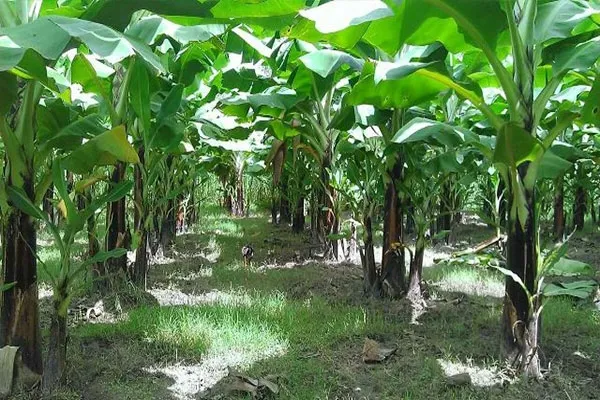 Khu vườn chuối được thiết kế và bảo vệ kỹ lưỡng trước các tác động của môi trường