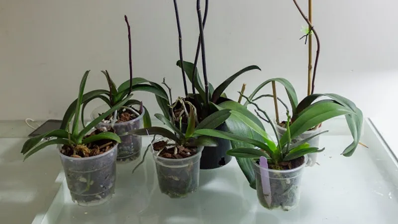 Kích thích lan hồ điệp ra hoa trở lại sau Tết