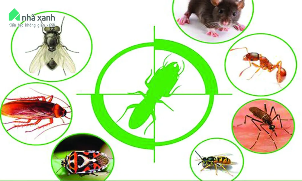 Kiểm soát côn trùng và sâu bệnh cho cây cảnh trong nhà