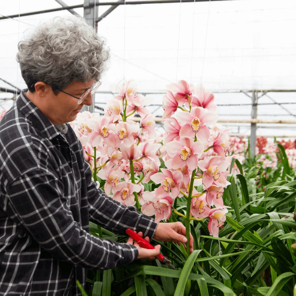 Kiểm soát độ ẩm môi trường là cách chăm sóc hoa khô hiệu quả, ngăn ngừa nấm mốc sinh sôi