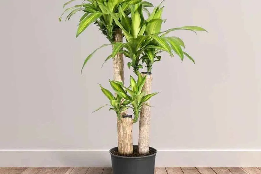 Kiểm tra độ ẩm và tình trạng chậu cây thiết mộc lan định kỳ, một bước quan trọng trong cách chăm sóc cây thiết mộc lan trong văn phòng