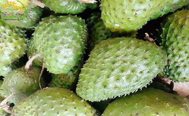 Kiểm tra độ chín của gai và màu sắc trước khi thu hoạch mãng cầu để đảm bảo chất lượng