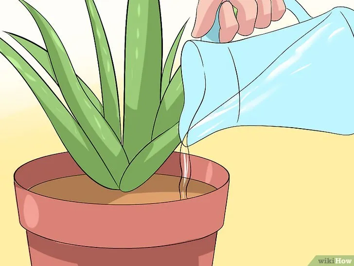 Kiểm tra độ khô của đất bằng ngón tay trước khi tưới nước cho cây nha đam.