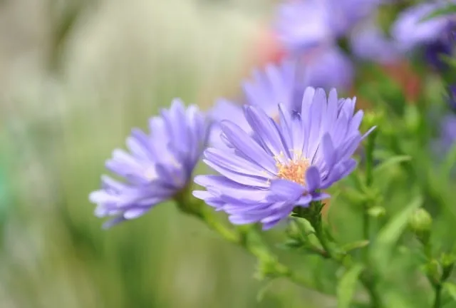 Kiểm tra lá cây cúc tím thạch thảo để phát hiện sâu bệnh