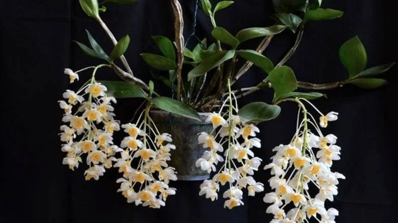 Kiểm tra mầm bệnh trên lá Lan Kiều Vàng, một phần của cách chăm sóc hoa lan kiều vàng