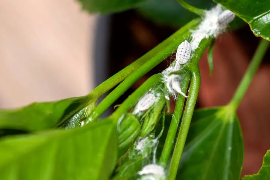 Kiểm tra rệp sáp và nhện đỏ trên mặt dưới lá cây son môi