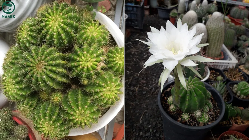 Kiểm tra thường xuyên giúp phát hiện sớm các dấu hiệu bệnh hoặc nấm mốc trên cây xương rồng.