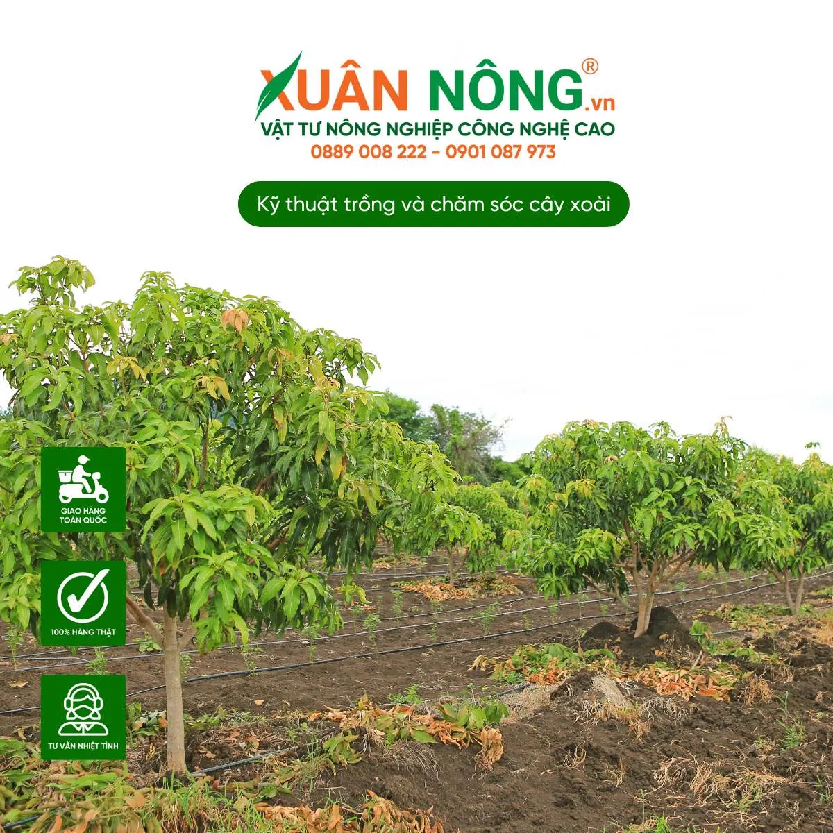 Kiểm tra và cải tạo đất trồng xoài cát Hòa Lộc