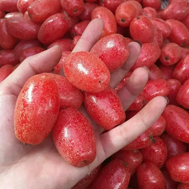 Kiểm tra và cắt tỉa rễ là bước quan trọng khi thay chậu Nhót Bonsai