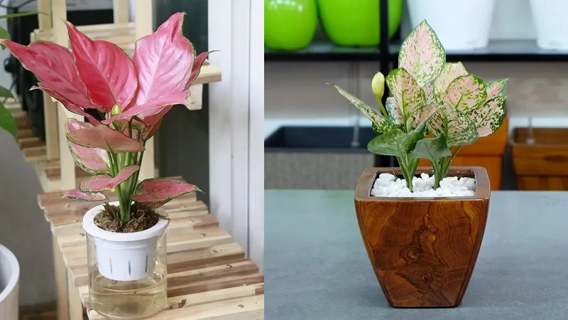 Kiểm tra và phòng trừ sâu bệnh thường gặp khi chăm sóc Vạn Lộc