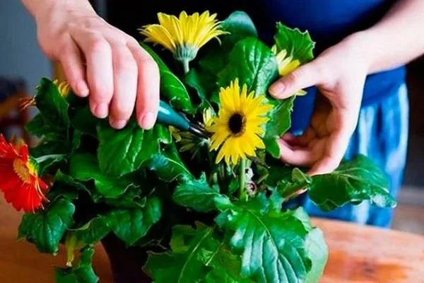 Kiểm tra và xử lý bệnh nấm cho hoa Đồng Tiền bằng Ridomil Gold hoặc Stanner