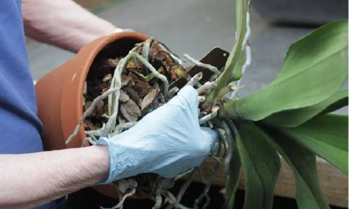 Kiểm tra và xử lý rễ cây lan hồ điệp thối sau khi hoa đã tàn