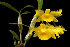 Kiều môi tua, một biến thể độc đáo trong các loại hoa lan Kiều, đòi hỏi sự tinh tế trong cách chăm sóc