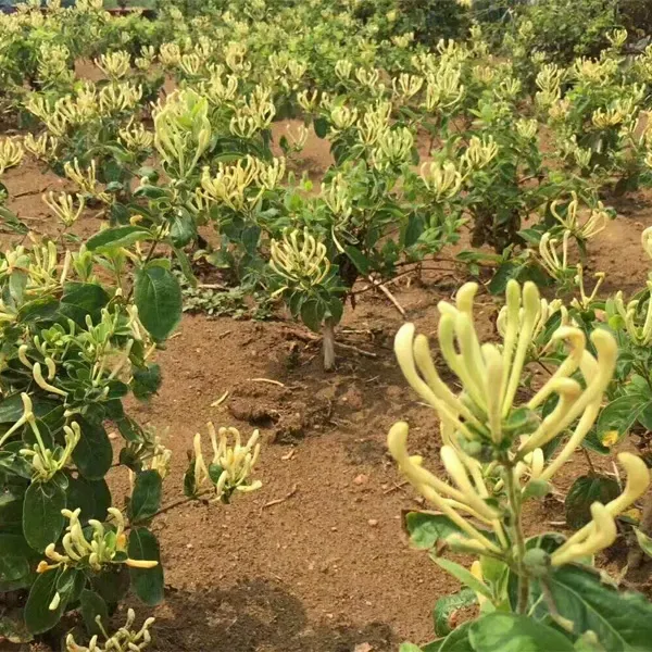 Kim ngân hoa to, với những bông hoa vàng lớn, là dược liệu quý dùng để giải độc và kháng viêm