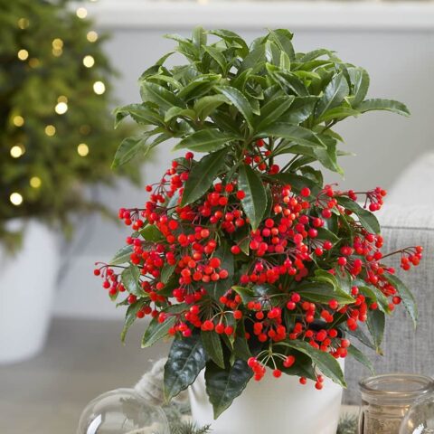 Cách Trồng Cây Kim Ngân Lượng Ra Quả Đỏ Tươi Đúng Dịp Tết