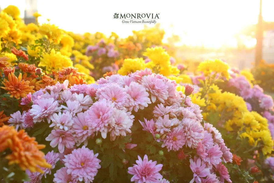 Kinh nghiệm trồng hoa cúc tại nhà cho khóm cây có tán rộng và nhiều hoa tươi tốt