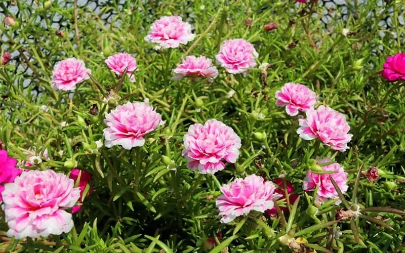 Kinh nghiệm trồng hoa mười giờ bằng cành cho hoa nở rộ