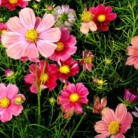 Cách Trồng Hoa Bằng Hạt: Kỹ Thuật Nảy Mầm Và Chăm Sóc Cây Con