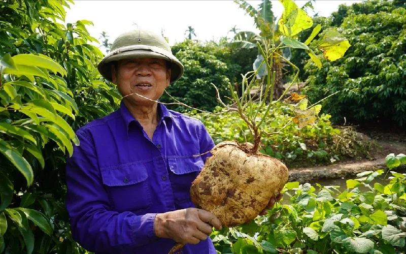 Kinh nghiệm trồng và chăm sóc cây củ đậu